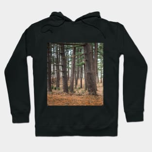 A walk in the woods Hoodie